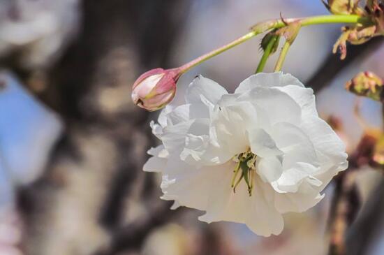 樱花花语