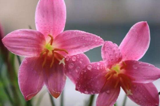 风雨兰的花语