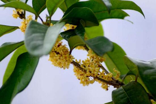 刺桂是桂花吗