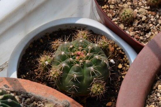 屋里干燥养什么植物