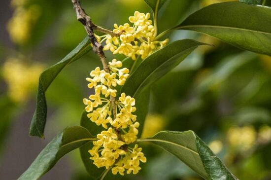 桂花冬天怕冻吗