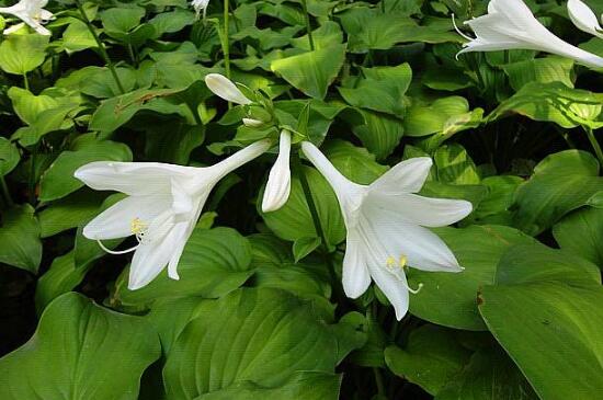 什么花喜阴，虎耳花和秋海棠阴凉处生长更好