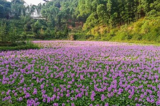 水葫芦如何养，亮光环境勤换水