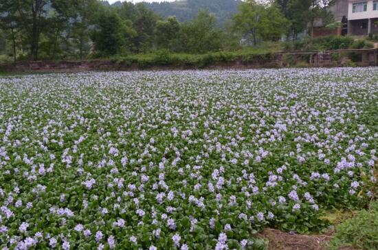 水葫芦如何养，亮光环境勤换水