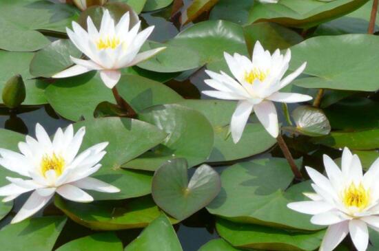 睡莲花子冬季怎么种，疏松土壤细沙掩埋
