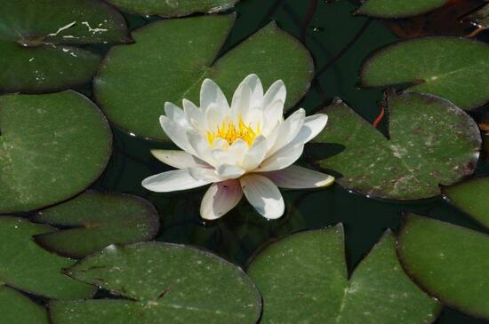 睡莲花子冬季怎么种，疏松土壤细沙掩埋