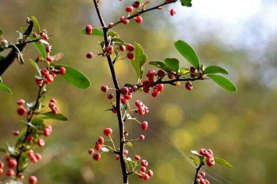 火棘怎么季节挖好，春季挖火棘合适