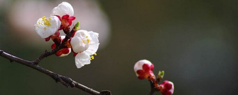 杏花几点开放的时间