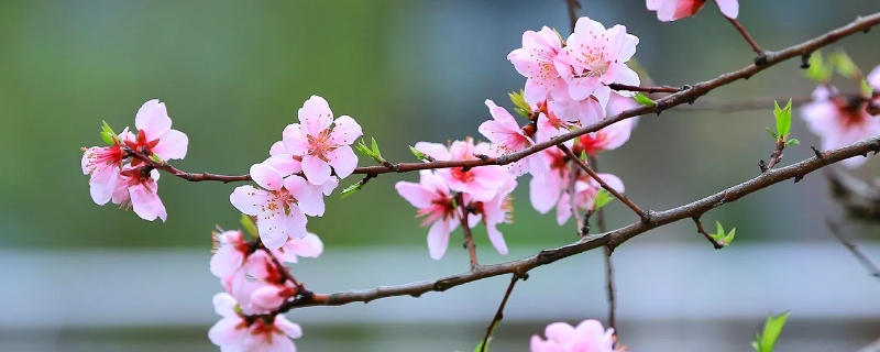 雌雄同株异花植物是什么意思