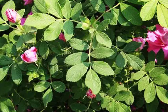 玫瑰花和月季花的区别