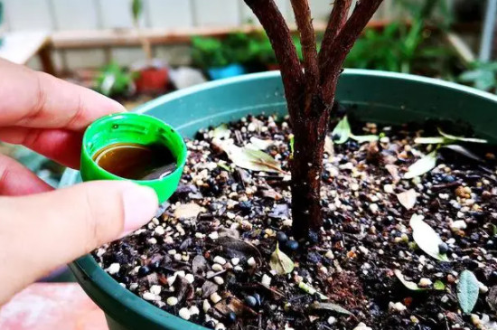 杜鹃花开花后花蔫了应如何处理