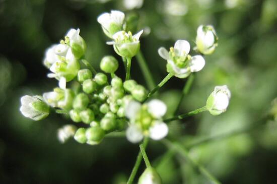 泥胡菜与荠菜区别