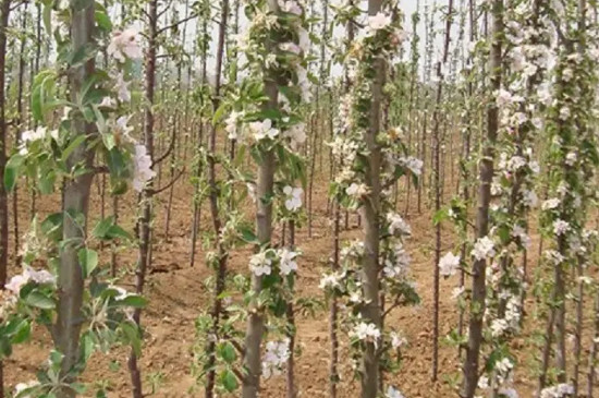 柱状苹果树怎么修剪