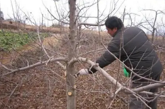 柱状苹果树怎么修剪