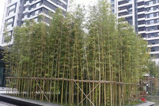 栽竹子怎样成活率才高