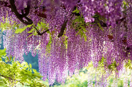 紫藤花一年开几次