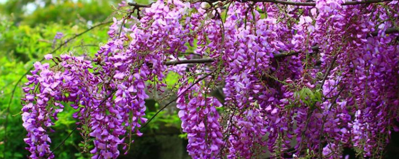 紫藤花一年开几次