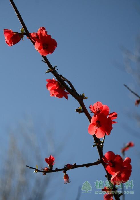 梅花