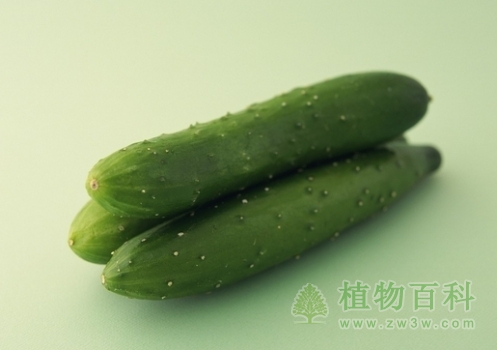 黄瓜