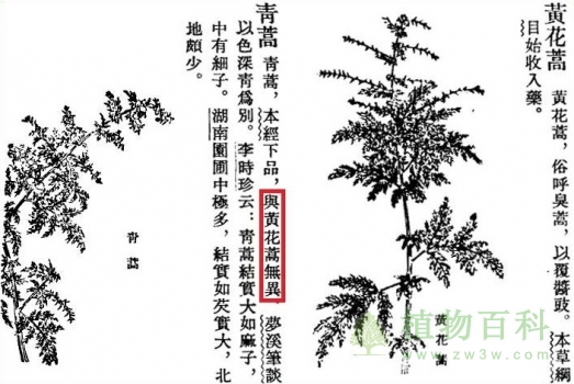 最早的植物学著作