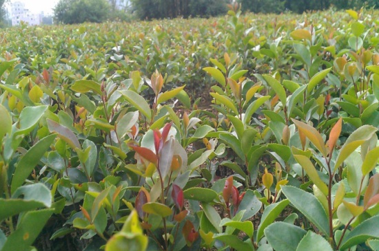 油茶苗多少钱一株，三大地域价格都在1～7元左右