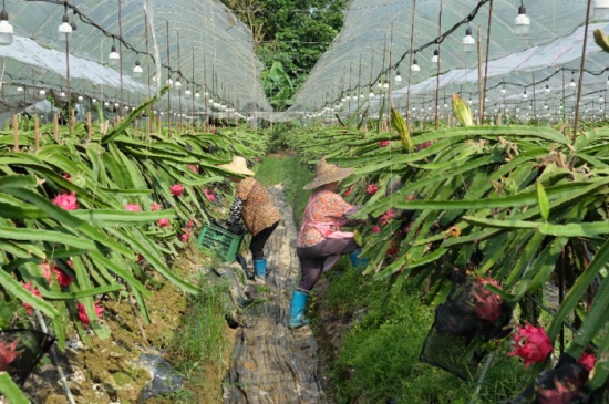 怎么种植火龙果，6个要点火龙果果硕汁甜