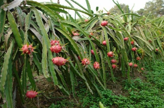 怎么种植火龙果，6个要点火龙果果硕汁甜