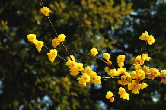 腊梅花什么时候开，主要在11～3月开花