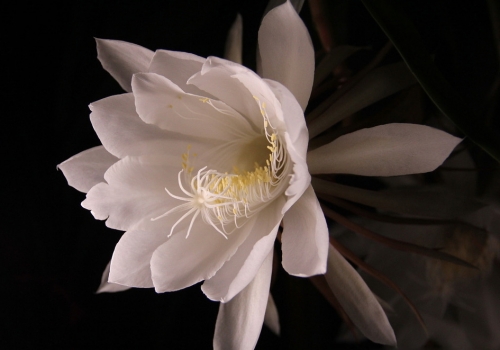 可人的昙花