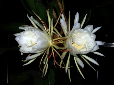 洁白无瑕的昙花