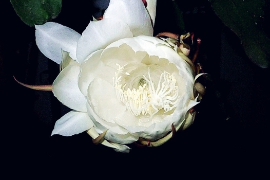 徐徐开放的昙花