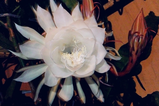 灿烂的昙花