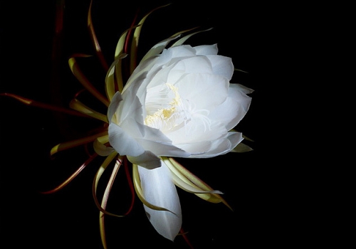 好看的昙花
