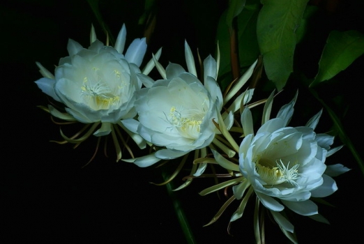 独爱昙花