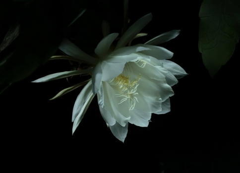昙花一现