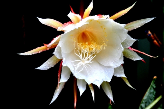 雨后昙花