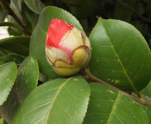 山茶已孕花蕾啦