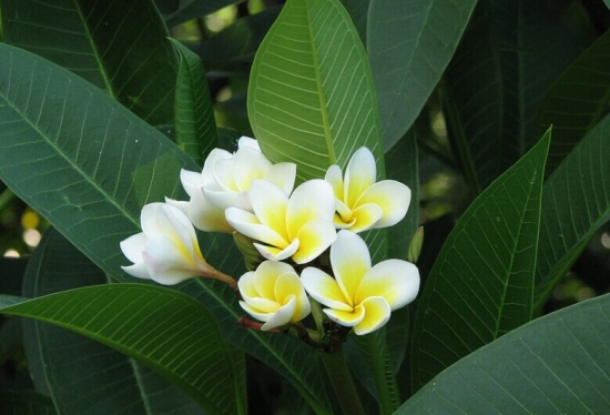 鸡蛋花是强阳性花卉