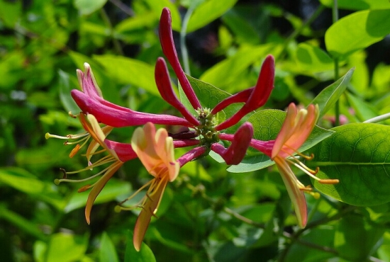 木本花卉