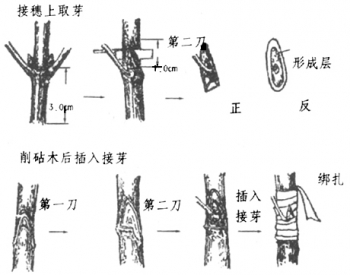 嫁接繁殖