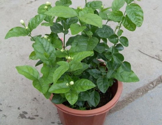 茉莉花 盆栽