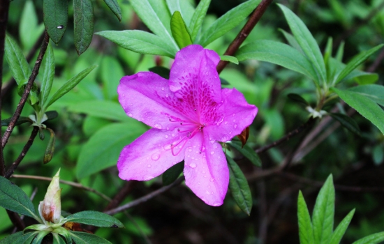 杜鹃花