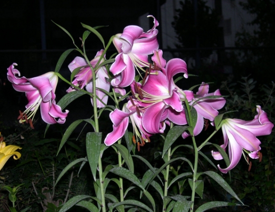 分鳞繁殖百合花