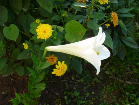 麝香百合花