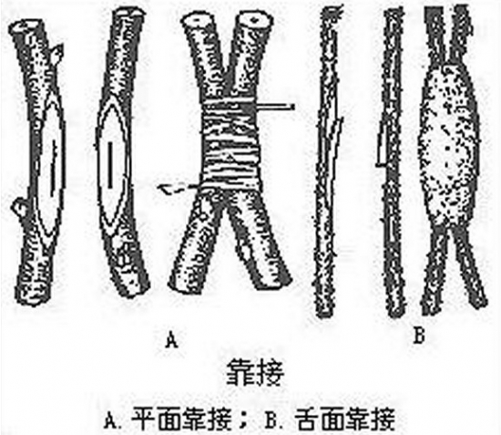 靠接繁殖