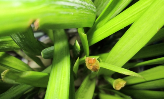 水仙“哑花”现象