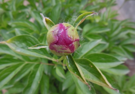 芍药花蕾