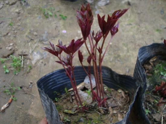 芍药苗