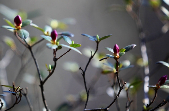 杜鹃花花苞