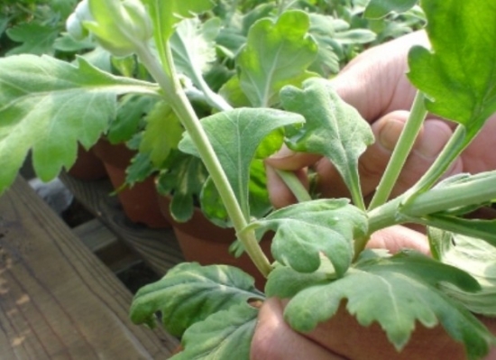 给菊花分株